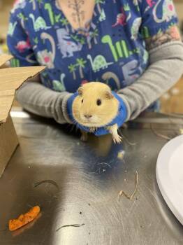 Rescue Guinea Pig Guinea Pigs for Adoption in Aliquippa, Pennsylvania - LATTE | PetCurious